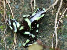 This poison dart frog is only 1,6 inches long.