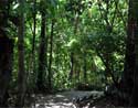 One of the hiking trails in the Manuel Antonio National Park