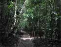 One of the hiking trails in the Manuel Antonio National Park