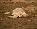 Olive Ridley Turtles at Ostional Beach