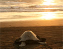 Olive Ridley Turtles at Ostional Beach