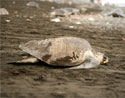 Olive Ridley Turtles at Ostional Beach