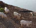 Cows and crocodiles on the river bank.