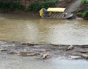 Crocodiles in Rio Tarcoles.