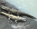 Crocodiles in Rio Tarcoles.