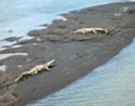 Crocodiles in Rio Tarcoles.