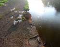 Rio Tarcoles