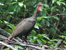The wildlife in Corcovado National Park is very abundant.