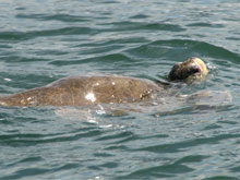The Balleno Marine National Park offers many opportunities to observe sea turtles in their natural habitat.