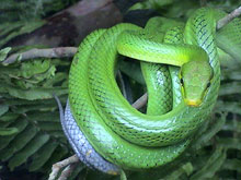 En Costa Rica existen 150 variedades des serpientes.