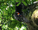 Ein Hellroter Ara im Nest, im Carara Nationalpark.