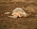 Oliv-Bastardschildkröten in Playa Ostional