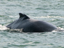 Am einfachsten lassen sich Wale vom Boot aus, mit einer Walbeobachtungstour, sichten. Auf dem Foto handelt es sich um einen Buckelwal.