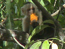 Un mono en el Parque Nacional Manuel Antonio.