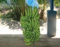 Planta de bananos