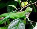 Un iguana en Manuel Antonio