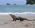 Un iguana en la playa de Manuel Antonio