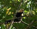 Mono en Manuel Antonio