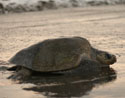 Tortugas golfinas en Playa Ostional