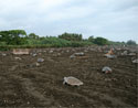 Tortugas golfinas en Playa Ostional