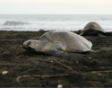 Tortugas golfinas en Playa Ostional