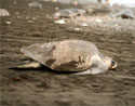 Tortugas golfinas en Playa Ostional