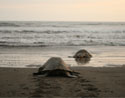 Tortugas golfinas en Playa Ostional