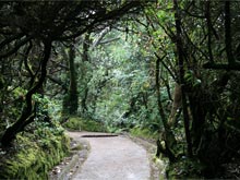 Hay muchas rutas de senderismo, donde se puede ver la variedad de plantas y la fauna.